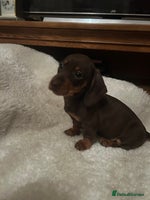 Miniature Dachshund dogs - Advert 7