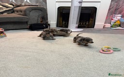 Miniature Dachshund dogs for sale: Miniature dachshund  - Advert 8