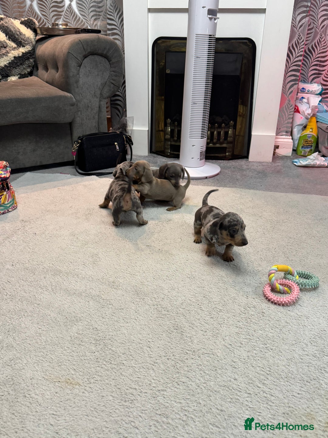 Miniature Dachshund dogs for sale: Miniature dachshund  - Advert 8