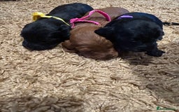 Cockapoo dogs for sale: Cockapoos puppies  - Image 8