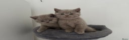 British Shorthair cats for sale: GCCF Registered 2 males 💙💙 - Advert 6