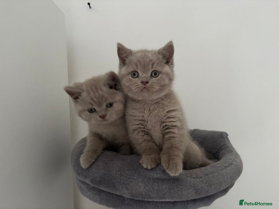British Shorthair cats for sale: GCCF Registered 2 males 💙💙 - Advert 6