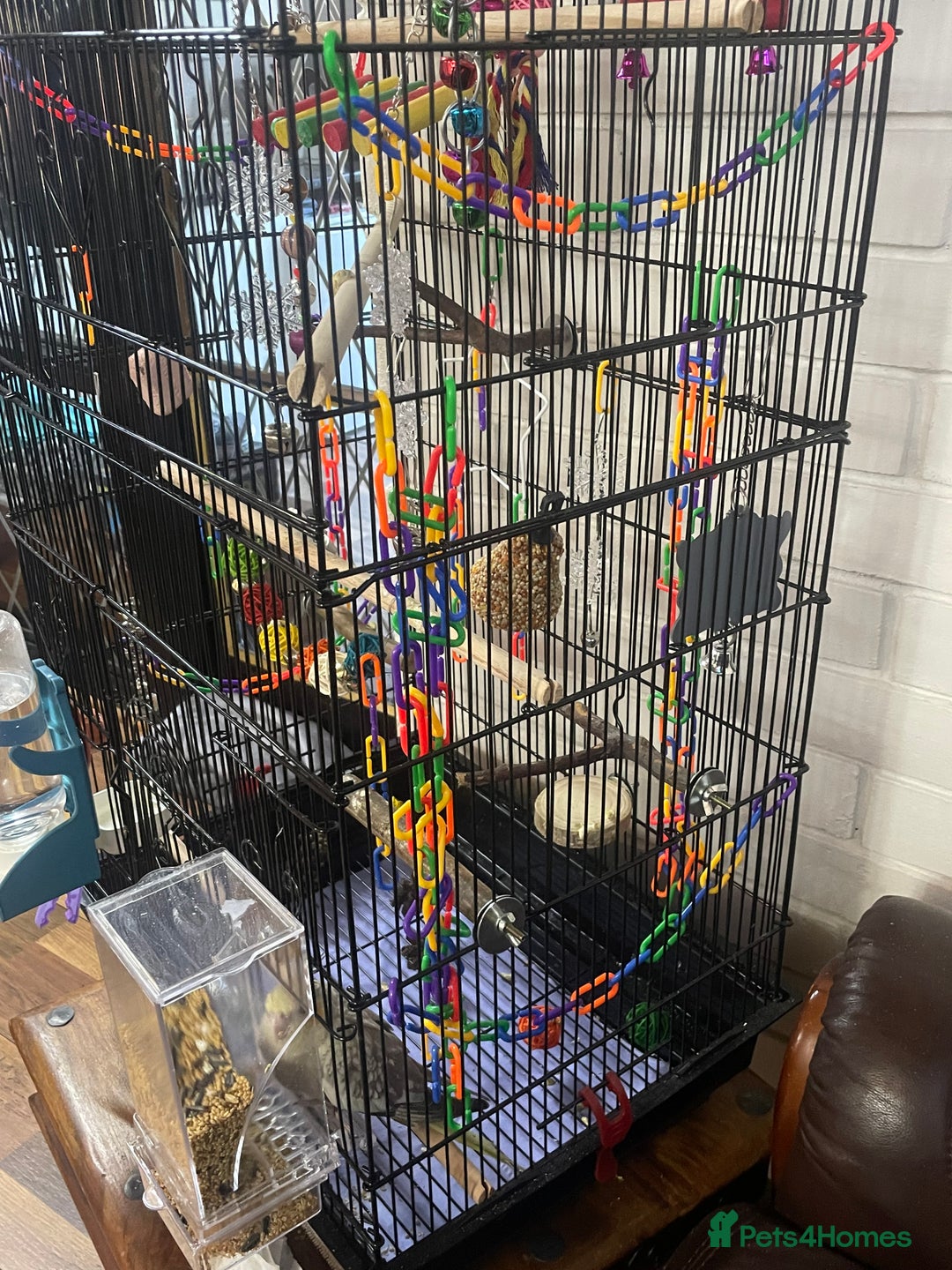 Cockatiels birds for sale: Baby pearl cockatiel hand tame and friendly  - Advert 19