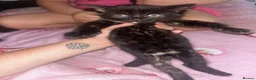 Mixed Breed cats for sale: Beautiful well loved family kittens  - Advert 10