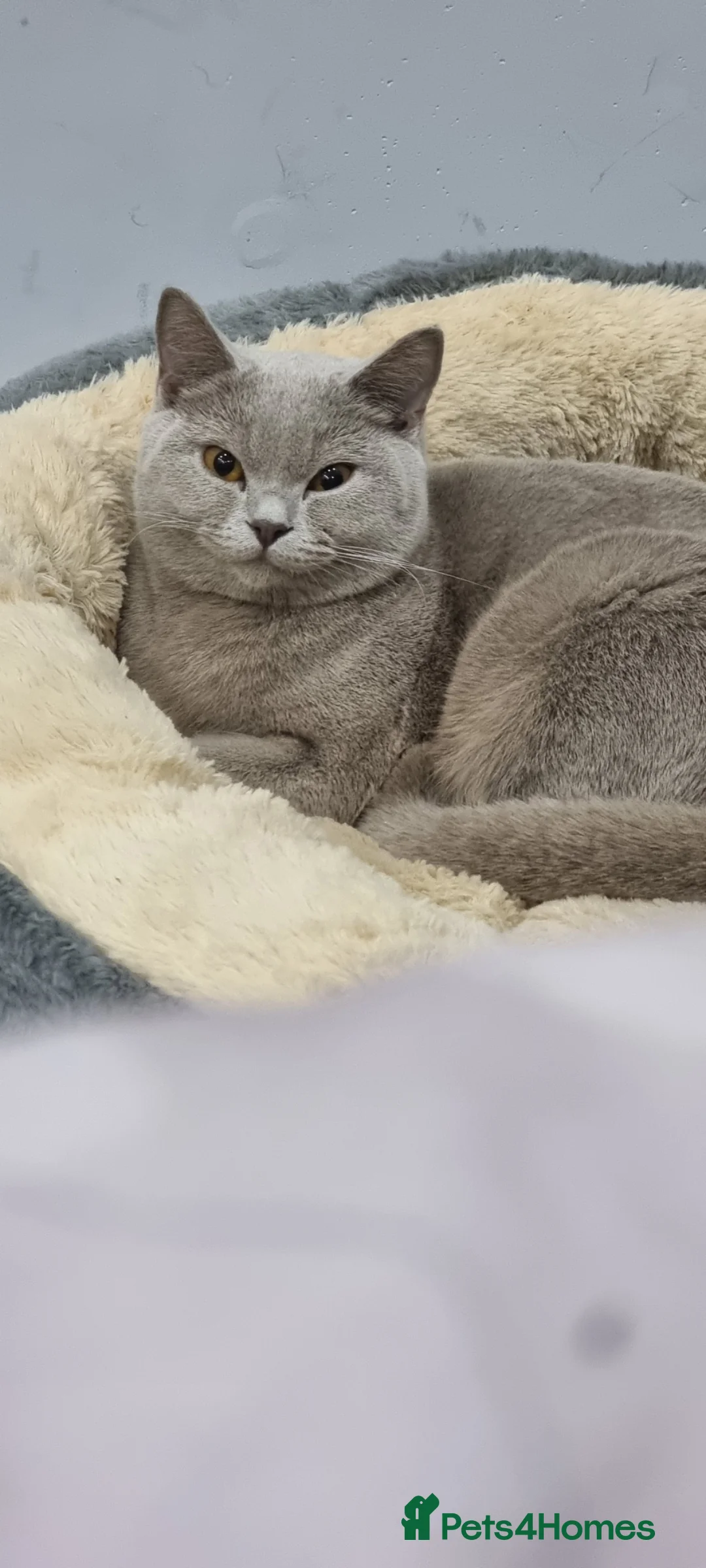 British Shorthair cats for sale: British shorthair kitten - Advert 2