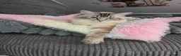 Ragdoll cats for sale: Beautiful pedigree ragdoll kitten - Advert 4