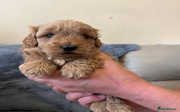 Shihpoo dogs for sale: beautiful shihpoo litter - Image 29