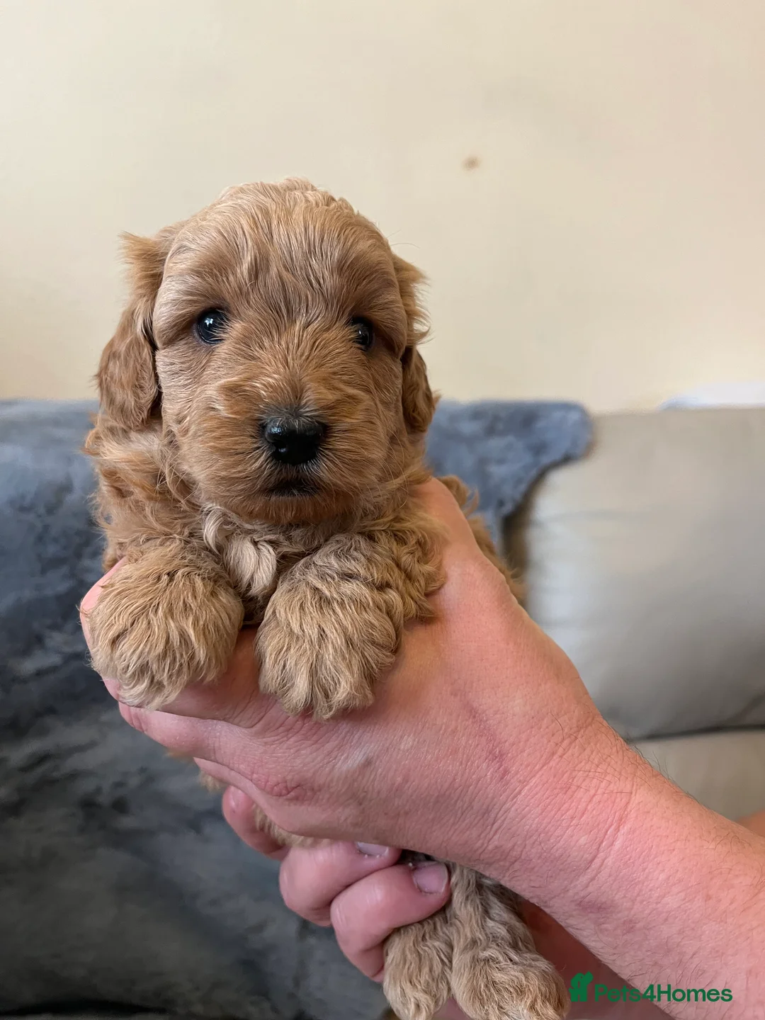 Shihpoo dogs for sale: 1 girl left shihpoo puppy fully vaccinated  - Advert 31