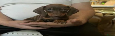 Miniature Dachshund 1