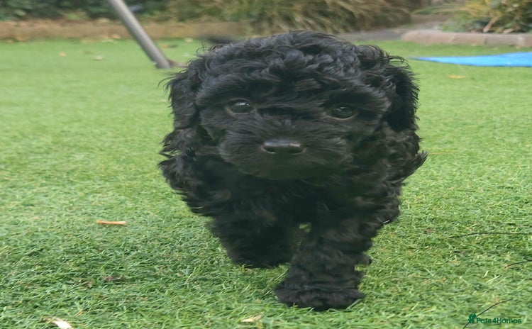 Toy Poodle dogs - Advert 3