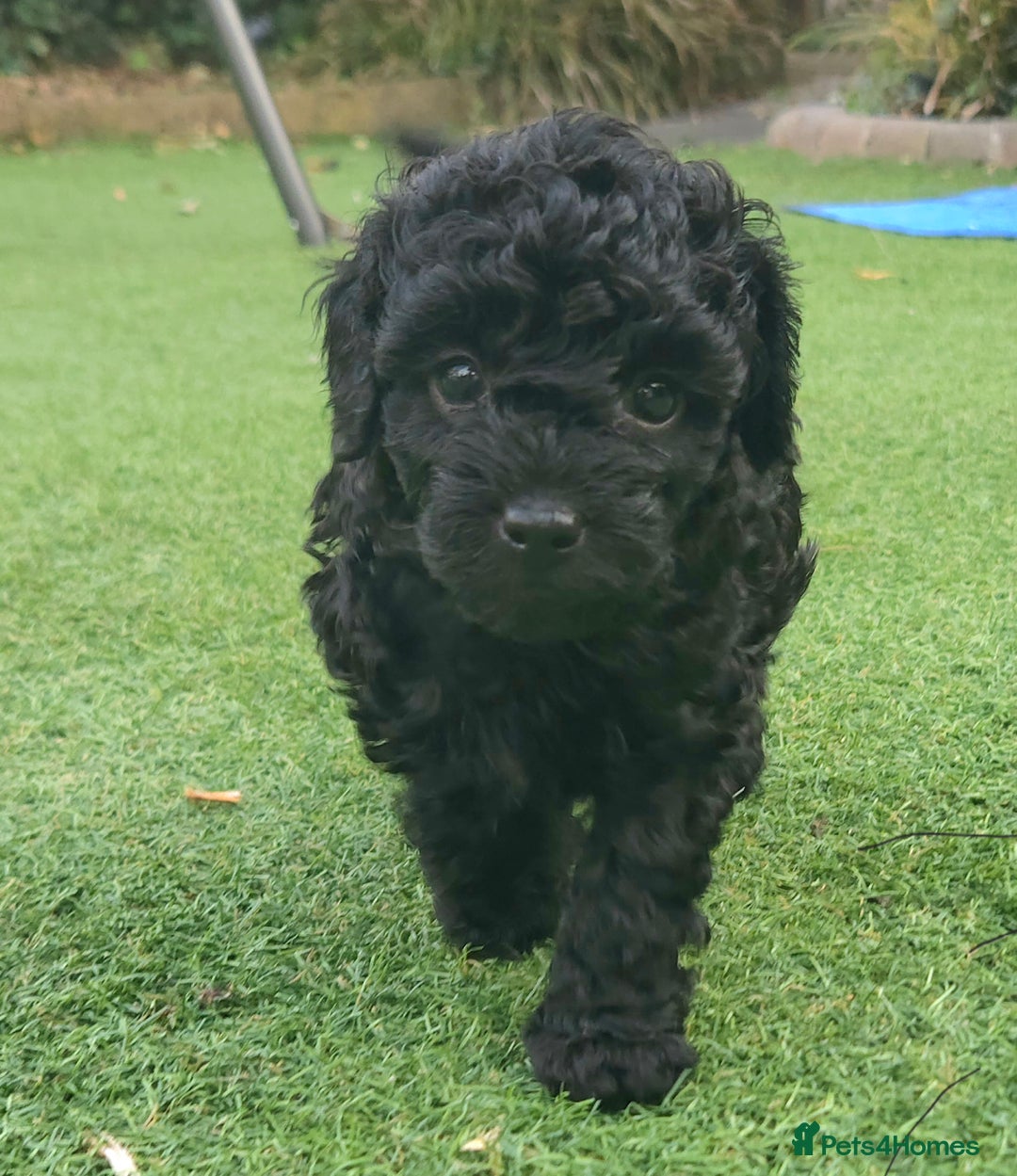 Toy Poodle dogs for sale: Toy poodle puppies D.N.A clear. - Image 6