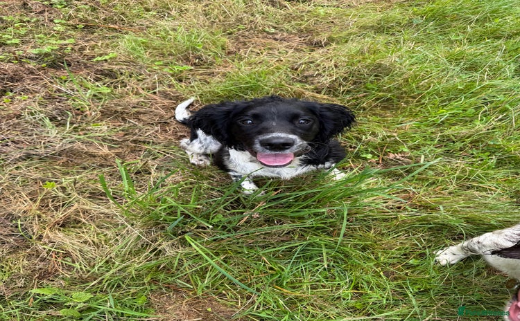 English Springer Spaniel dogs - Advert 3