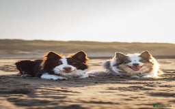 Border Collie dogs for stud: Chase - red & white BC for stud - Image 7