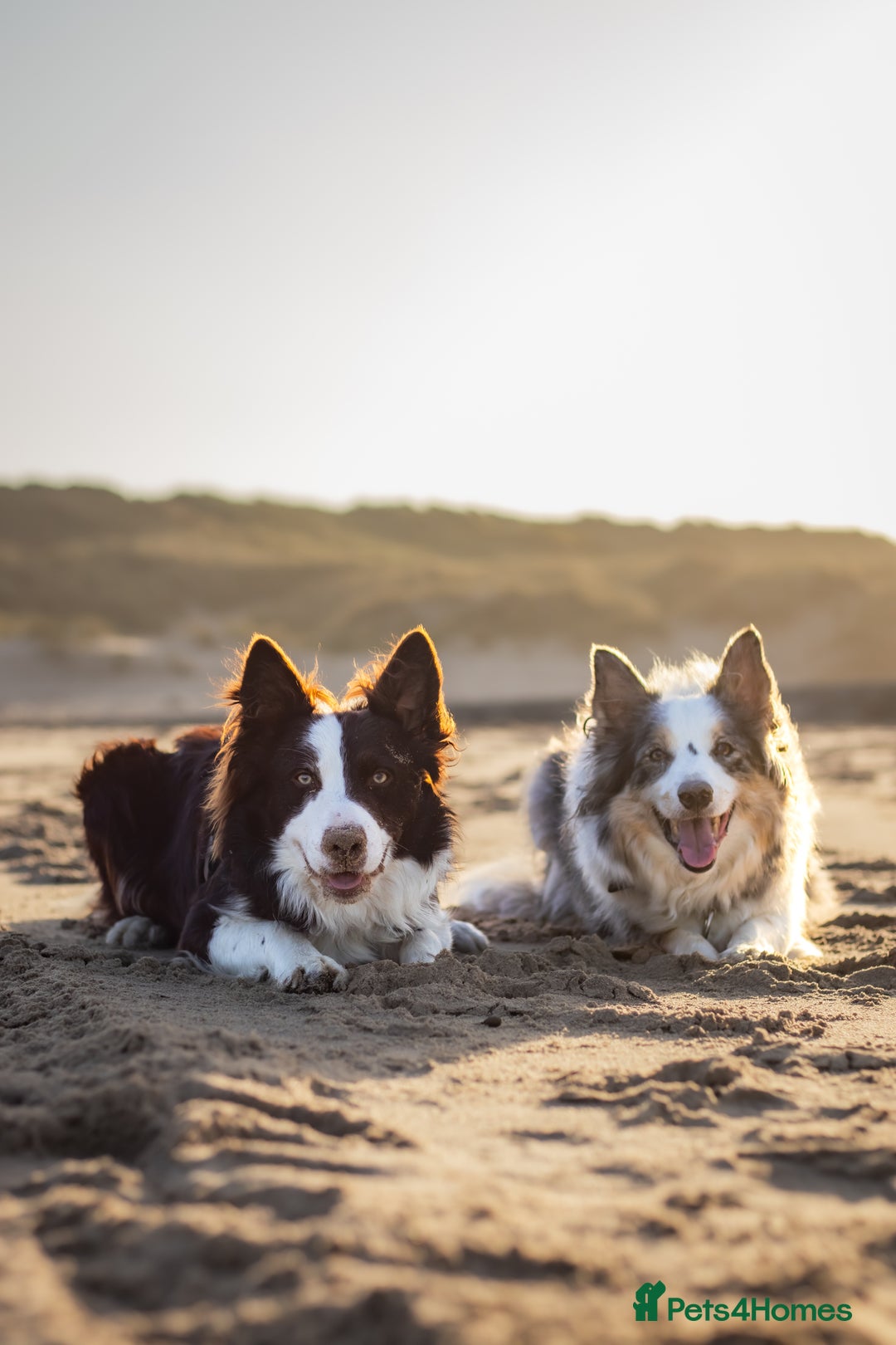Border Collie dogs for stud: Chase - red & white BC for stud - Image 7