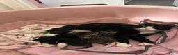 Mixed Breed cats for sale: Mixed Breed Kittens for sale - Advert 4