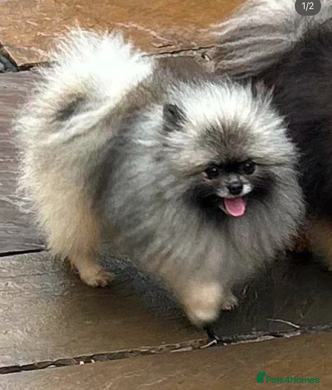 Pomeranian dogs for stud: Outstanding Tiny Stud Boy kc in Pontefract - Advert 2