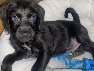 Mixed Breed dogs Dog for rehoming - Advert 15