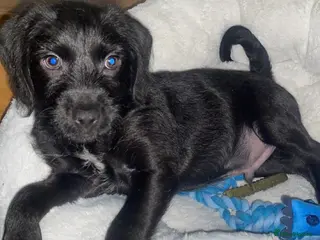 Mixed Breed dogs Dog for rehoming - Advert 4