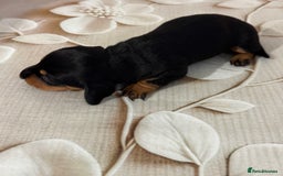 Dachshund dogs for sale: Pedigree Dachshund puppies PRA clear health tested - Image 13