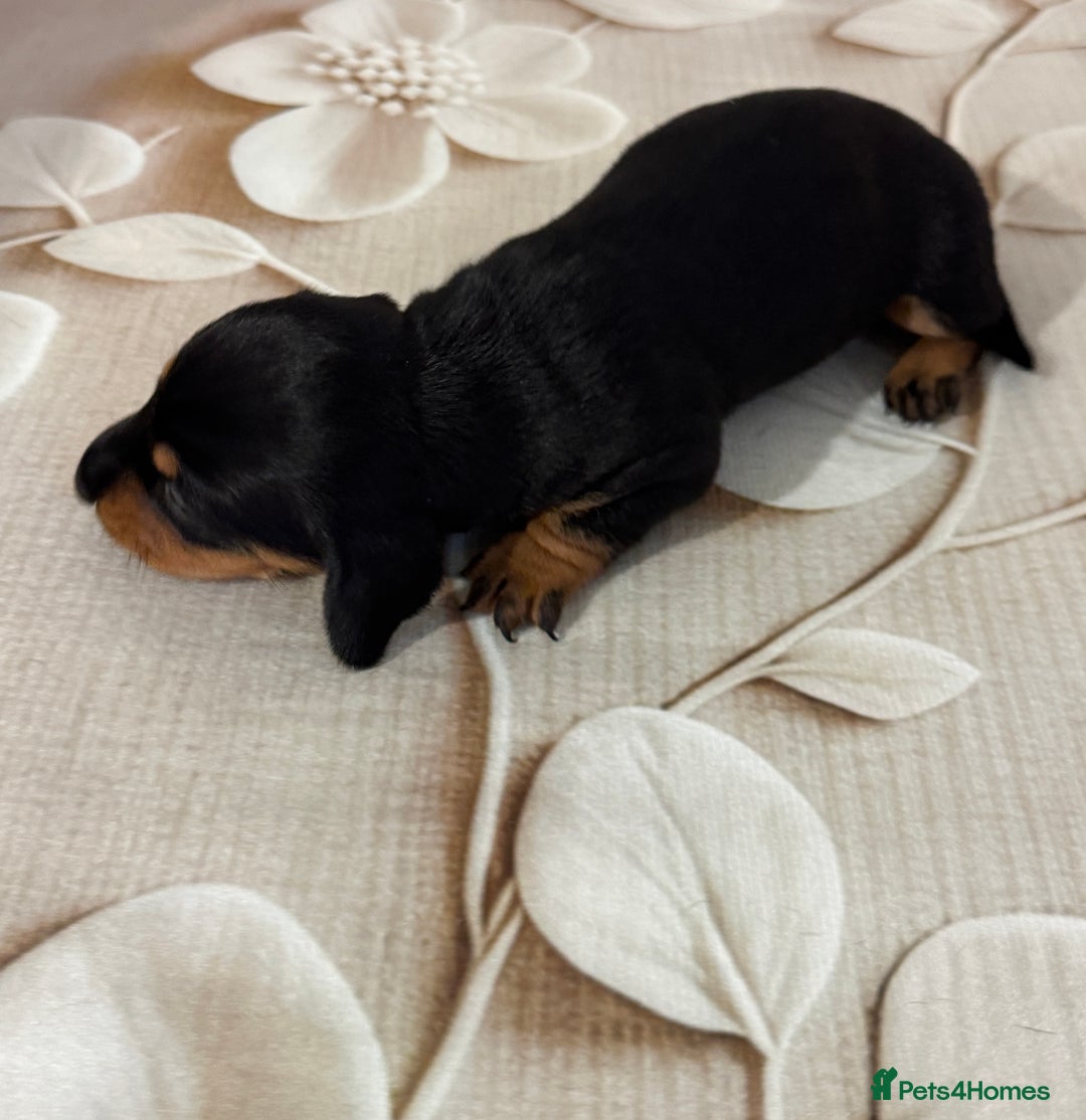 Dachshund dogs for sale: Pedigree Dachshund puppies PRA clear health tested - Image 13