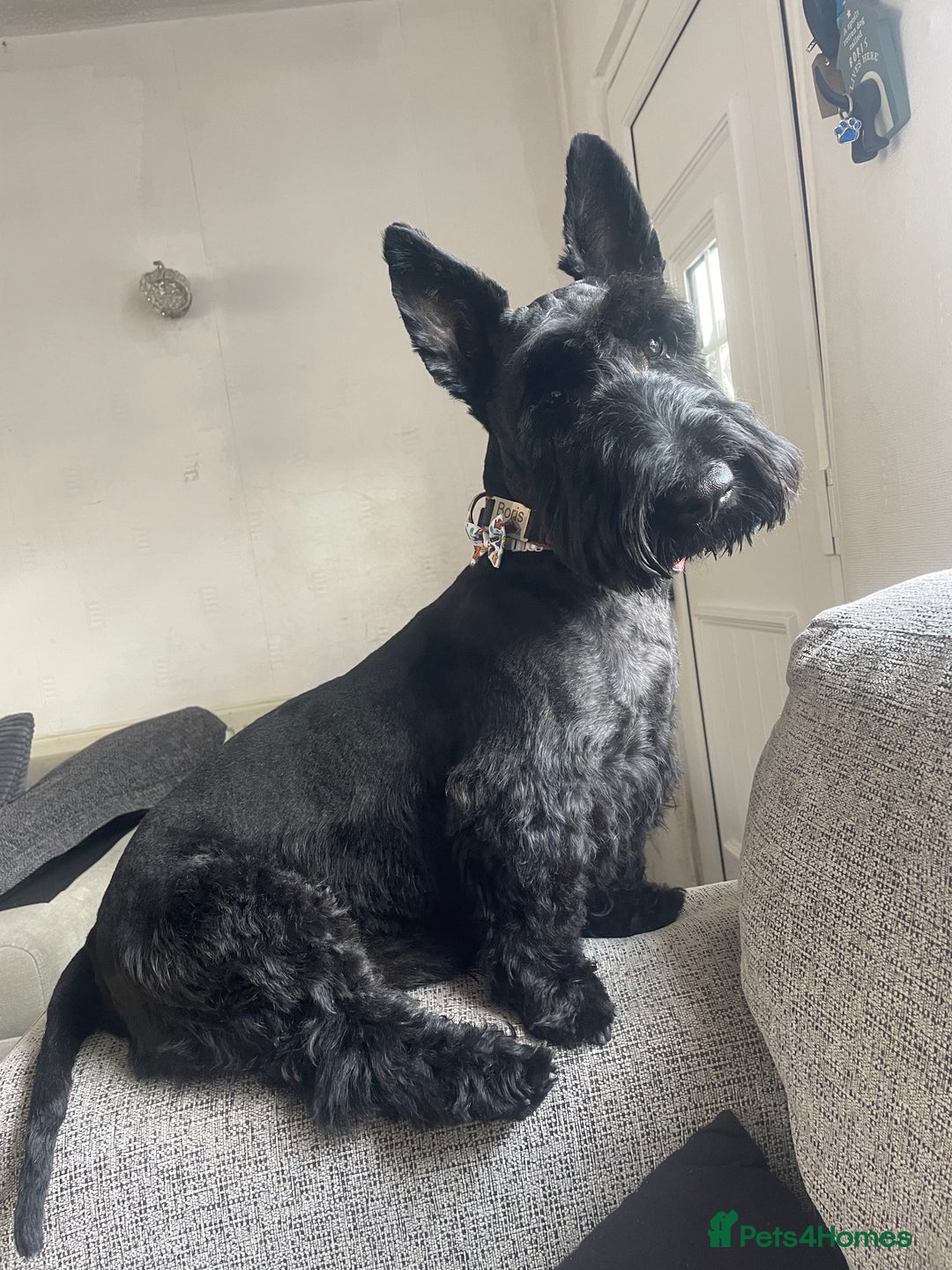 Scottish Terrier dogs for stud: Male Scottish Terrier for Stud - Image 5