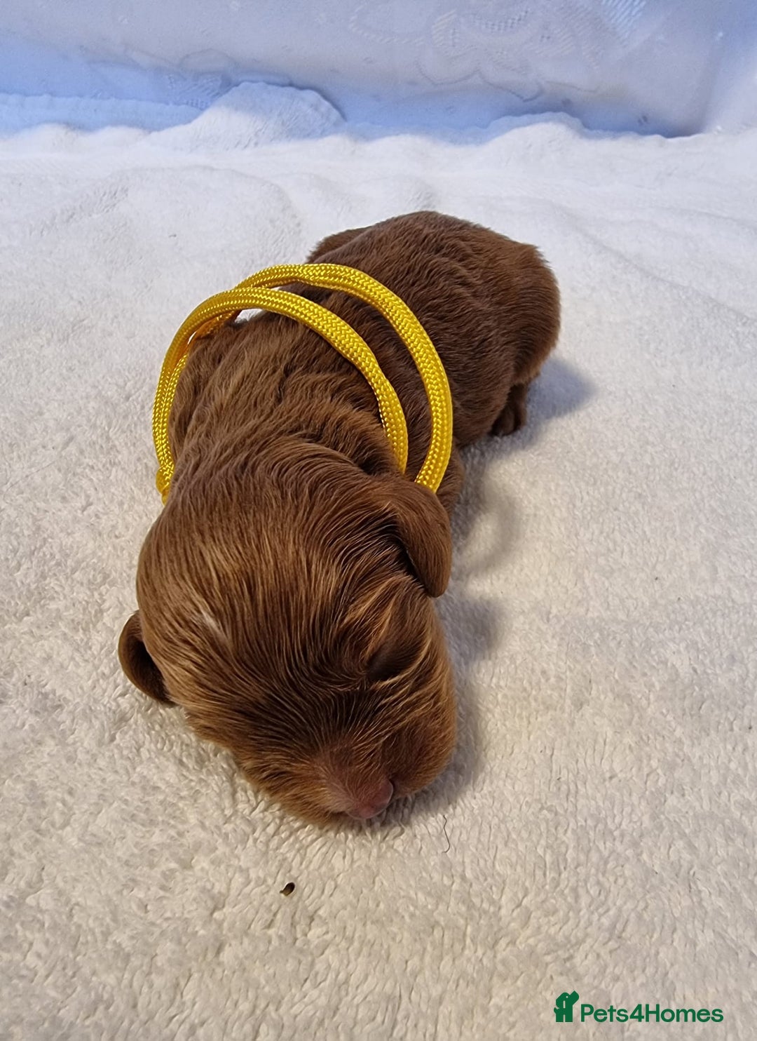 Cavapoo dogs for sale: Stunning F1 Cavapoo puppies, DNA tested parents  - Image 10