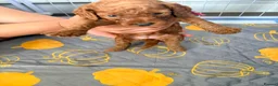 Cockapoo dogs for sale: Gorgeous Rainbow Litter of Teddy Bear Puppies! 🐾 in Huddersfield - Advert 17