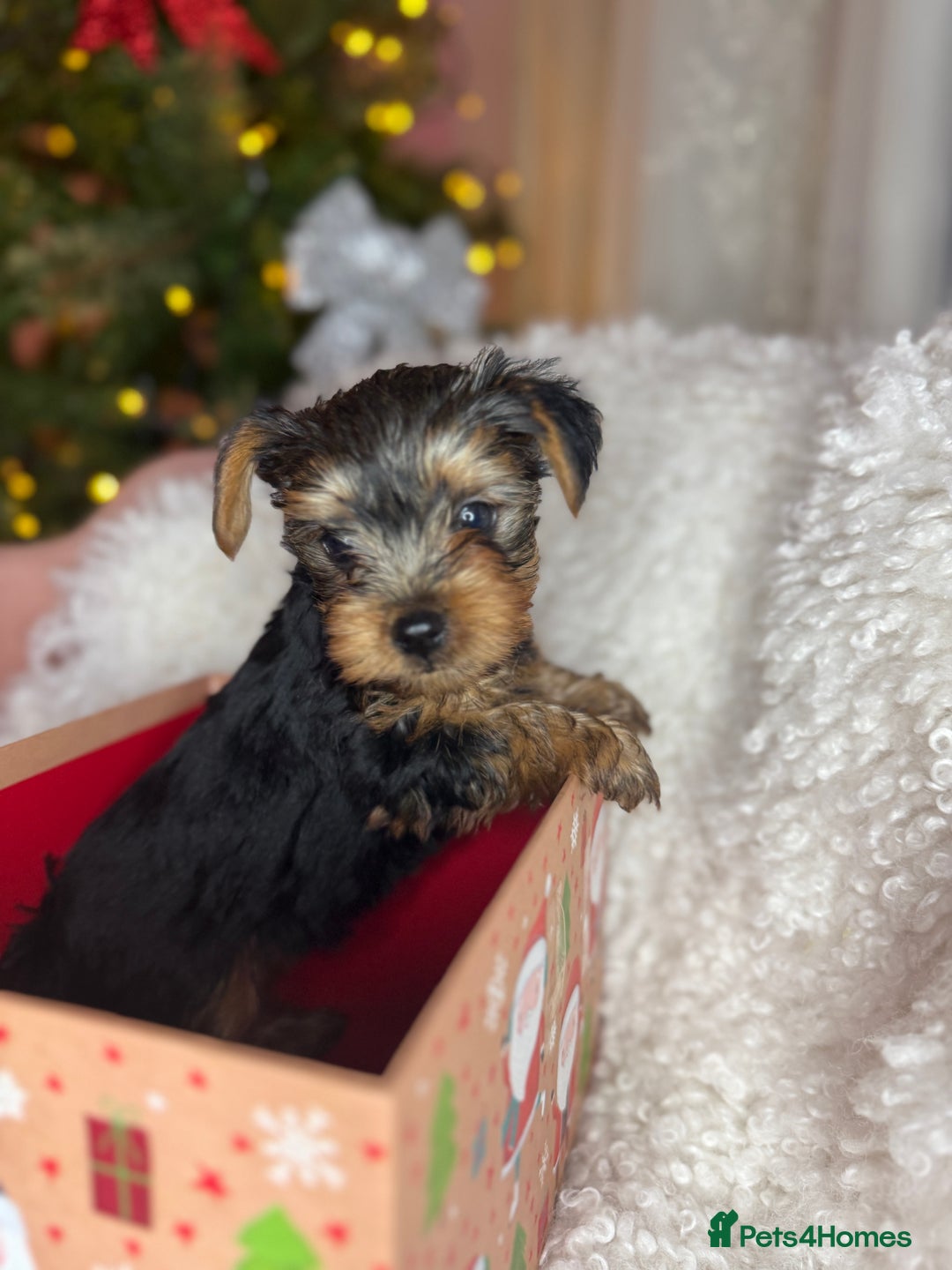 Yorkshire Terrier dogs for sale: Yorkshire puppy - Advert 2