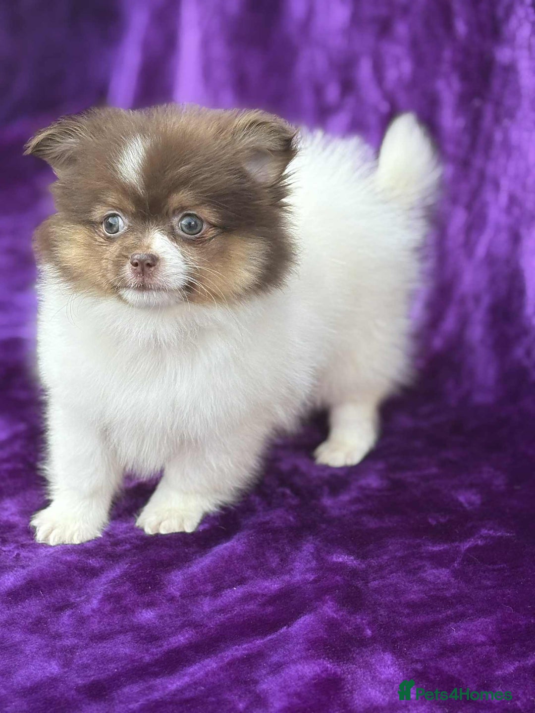 Pomeranian dogs for sale: Chocolate parti boy ready now x - Image 6