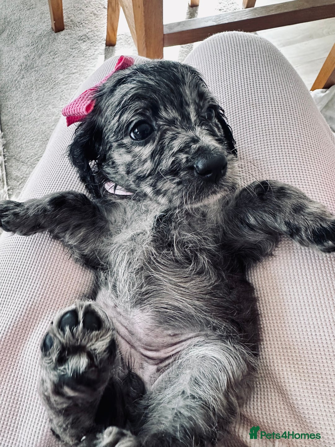 Mixed Breed dogs for sale: Beautiful Sproodle puppies stunning  - Image 2