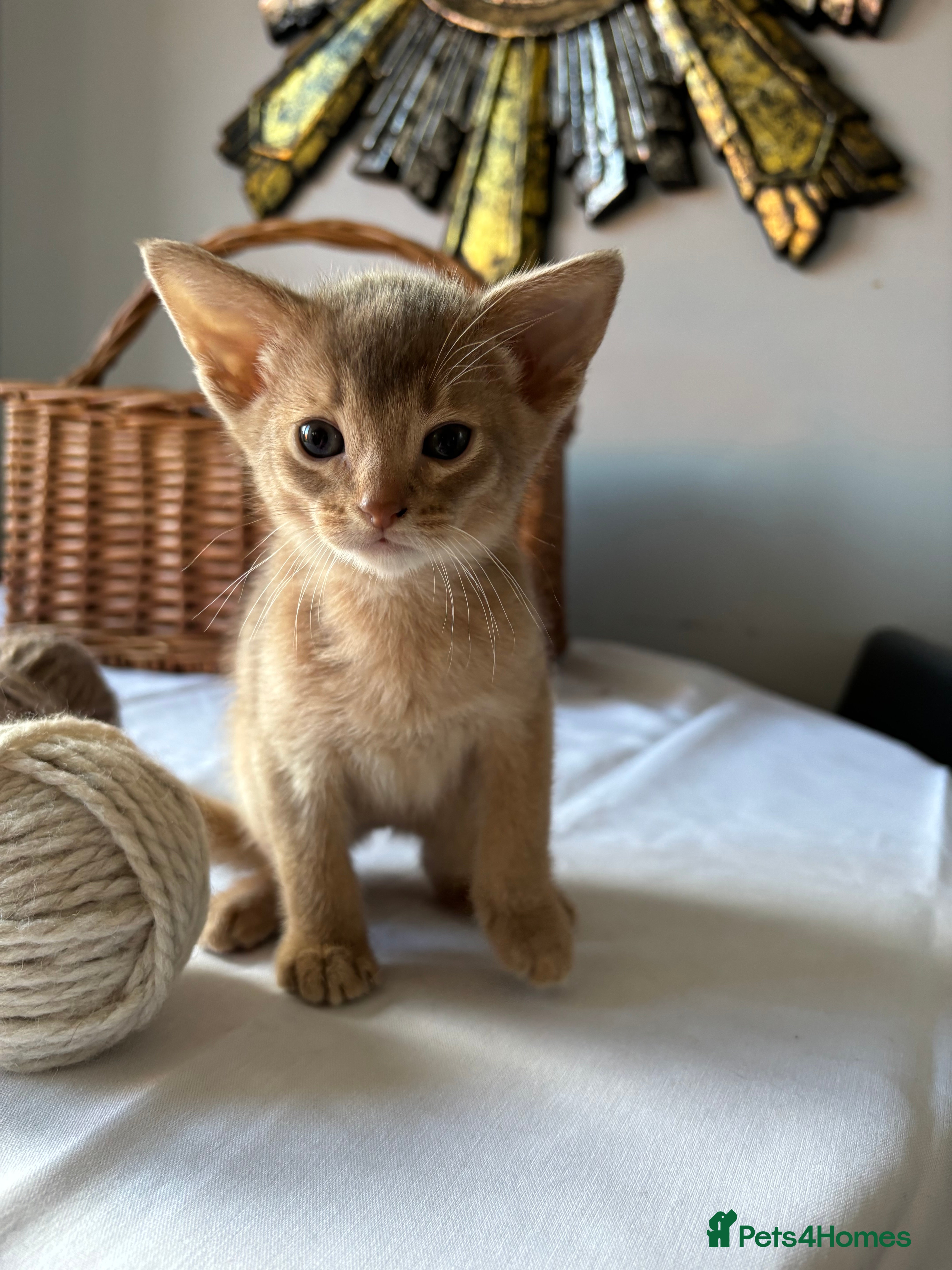 Abyssinian cats Tica registered Abyssinian kittens ready to leave  - Advert 14