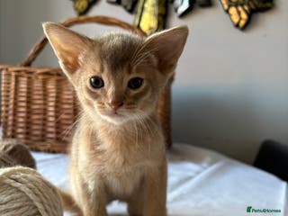 Abyssinian cats Tica registered Abyssinian kittens ready to leave - Advert 16