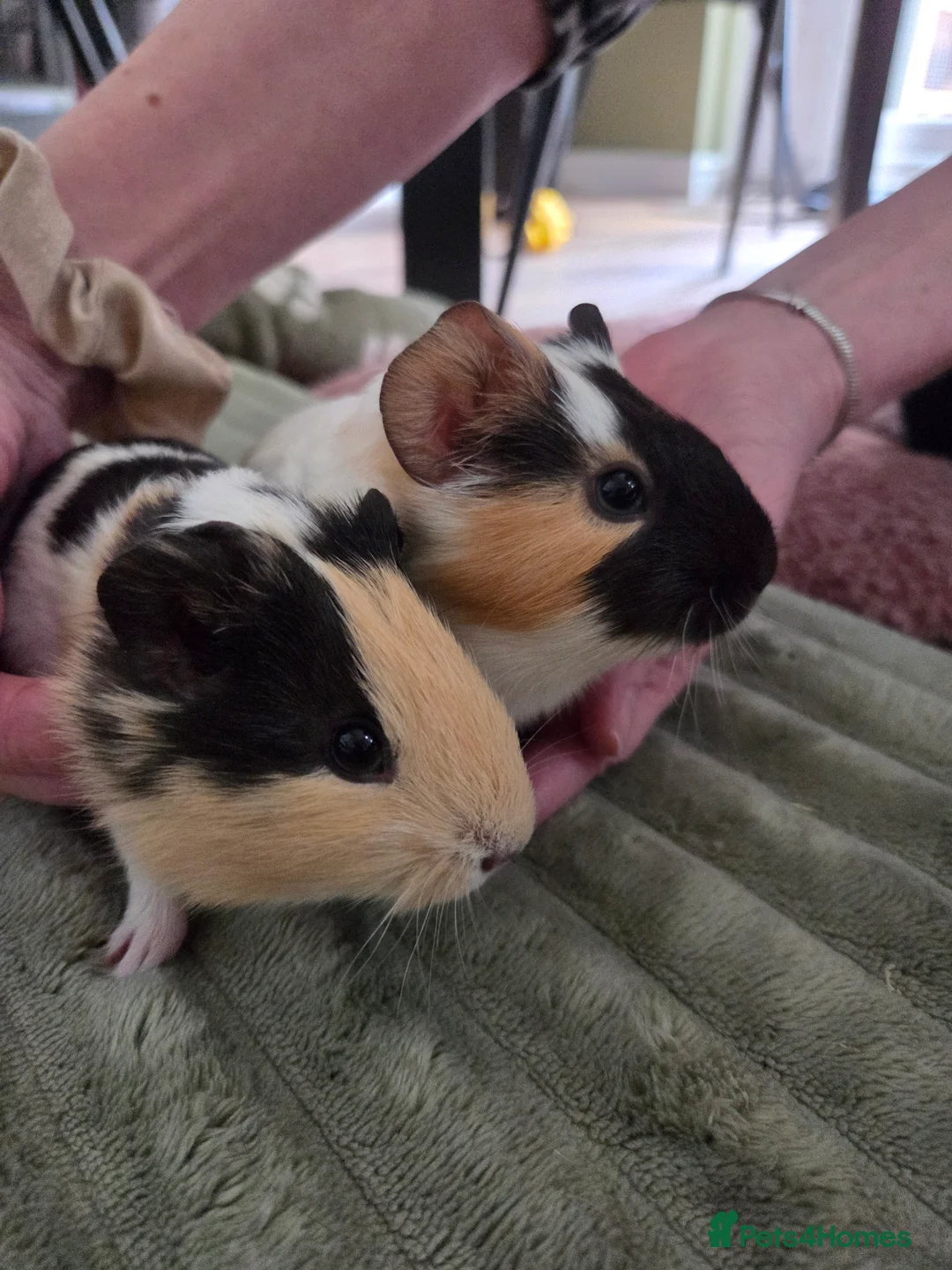 Guinea Pig rodents for sale: Gorgeous bonded brothers - Advert 3