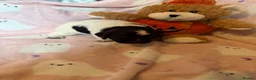Cocker Spaniel dogs for sale: COCKER SPANIELS 2 Boys 1 Girl SCARBOROUGH  - Advert 15