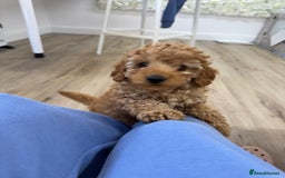 Toy Poodle dogs for sale: Beautiful Toy poodle Stanley - Image 4