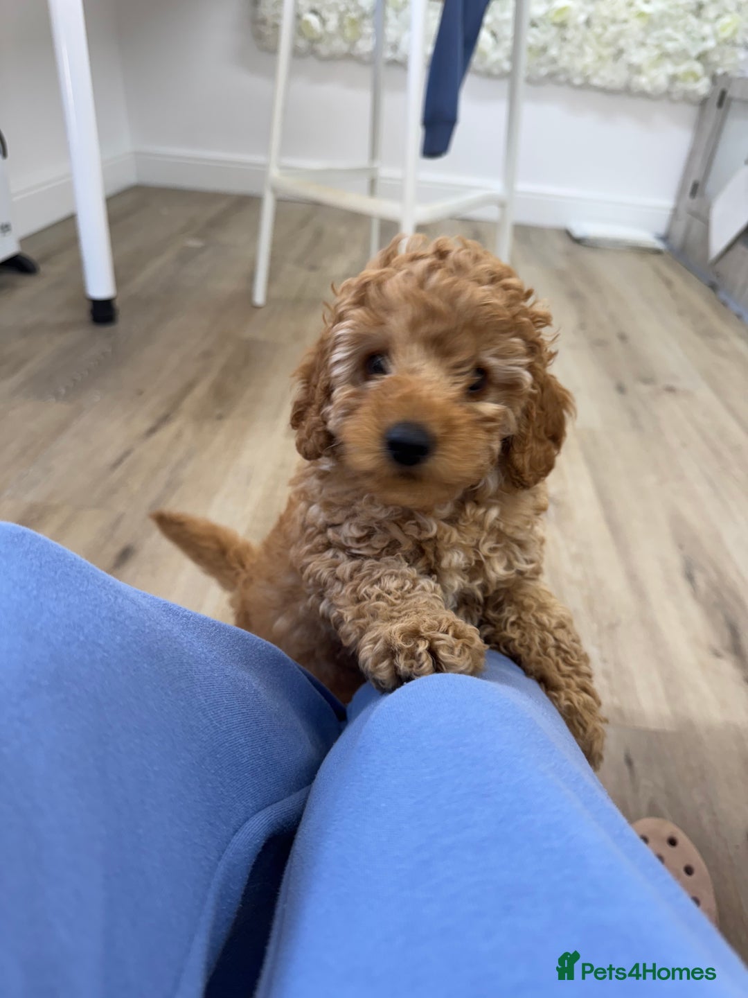 Toy Poodle dogs for sale: Beautiful Toy poodle Stanley - Image 4