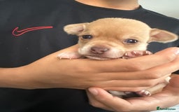 Chihuahua dogs for sale: Chihuahua Puppies Looking for Their Forever Homes - Image 6
