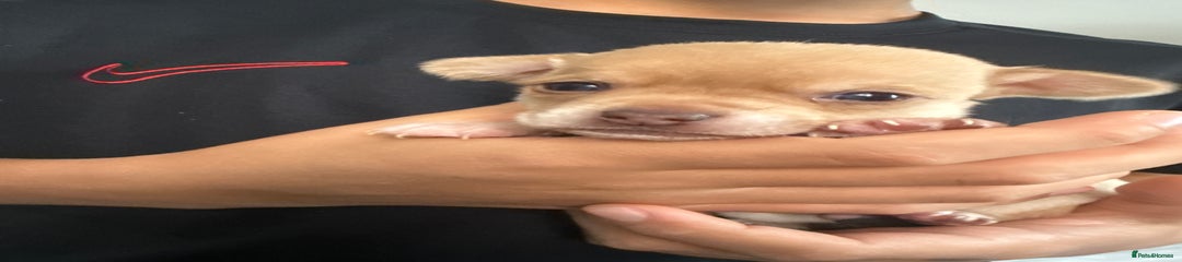 Chihuahua Puppy 1