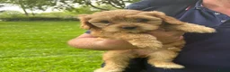Cavapoo dogs for sale: Ready Now, F2 Teddy Bear Cavapoos Rare Blue Merle  - Advert 8