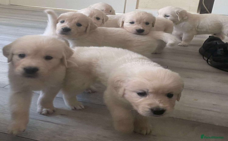 Golden Retriever dogs - Advert 1