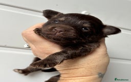 Pomapoo dogs for sale: F1 pomapoo’s - Advert 3