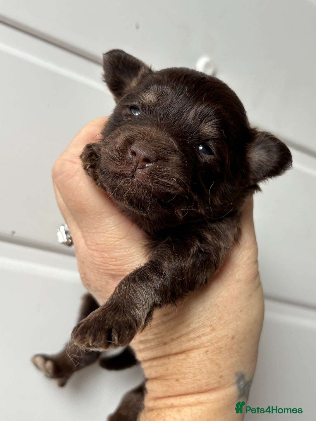 Pomapoo dogs for sale: F1 pomapoo’s - Advert 3