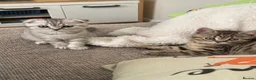 Scottish Fold cats for sale: 2 kittens ready now! ❤️ price reduced❤️ - Advert 3