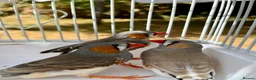 Finches birds for sale: Beautiful male zebra finch’s for sale  - Advert 3