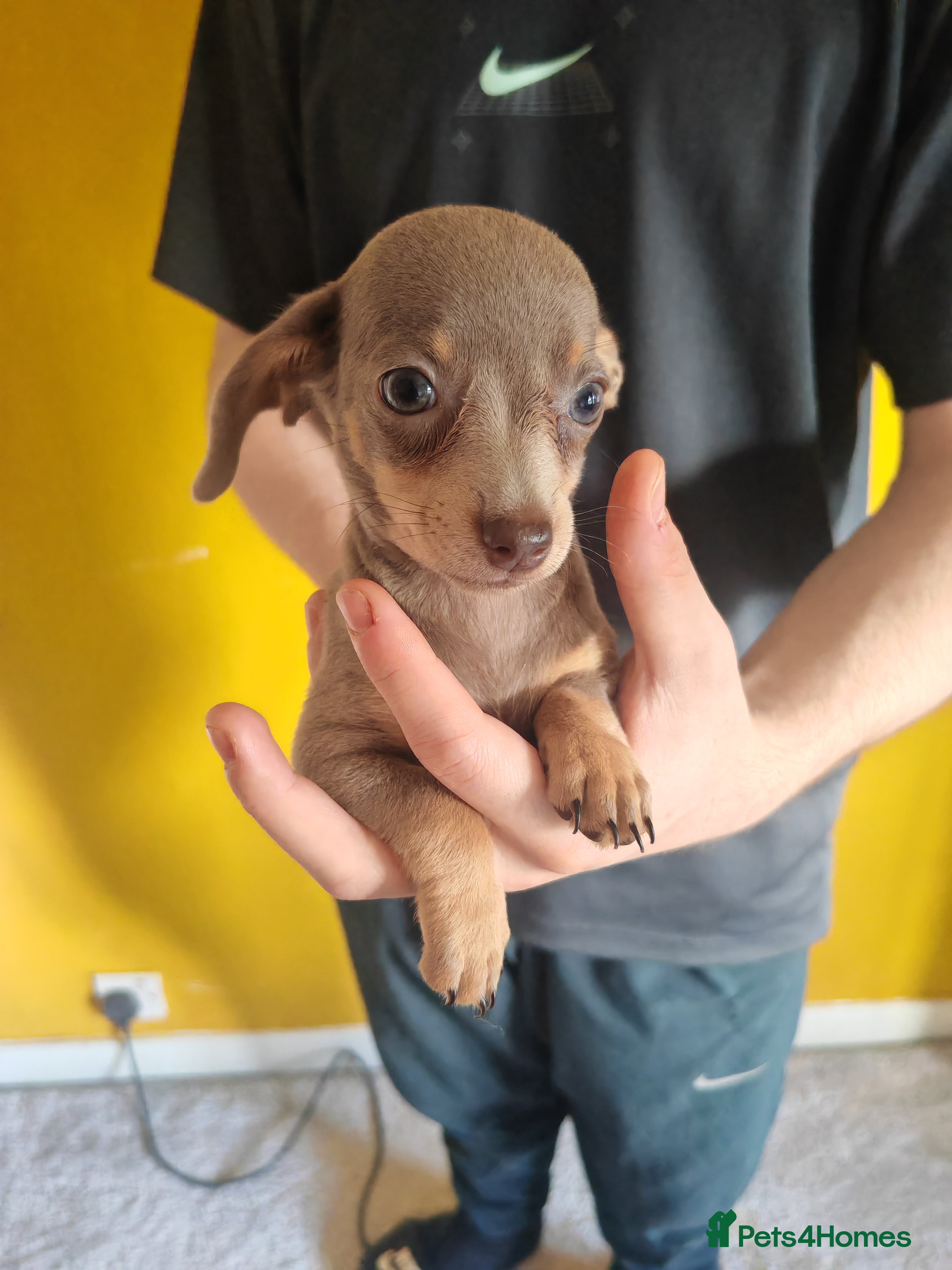 Chiweenie Puppy 6