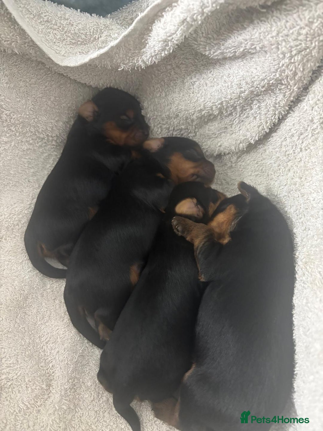 Yorkshire Terrier dogs for sale: Yorkshire Terrier Puppies for sale - Advert 5