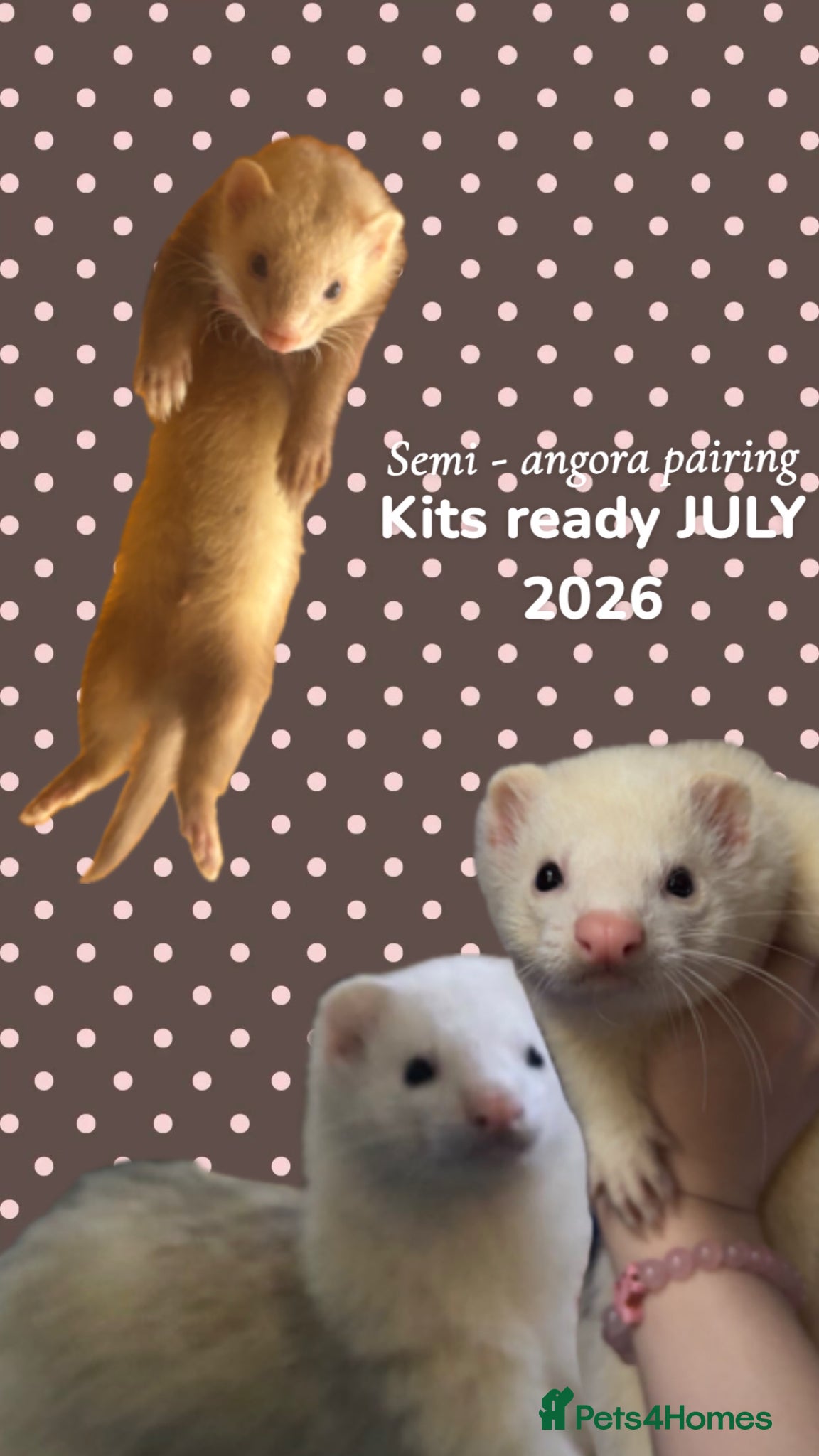 Ferret rodents semi-angora kits ready July 2026 - Advert 1