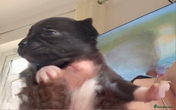 Chihuahua dogs for sale: Beautiful  Blue and Merle Chihuahua  - Image 13