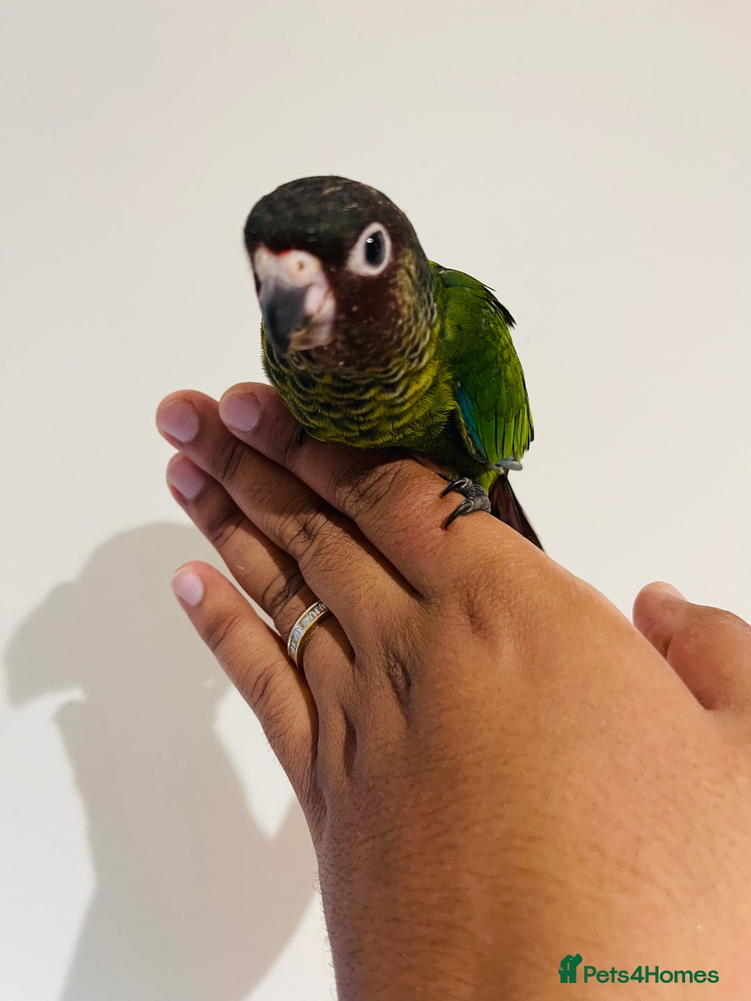 Conures birds for sale: Hand reared Emma’s, roseifrons, pearly conure - Image 12