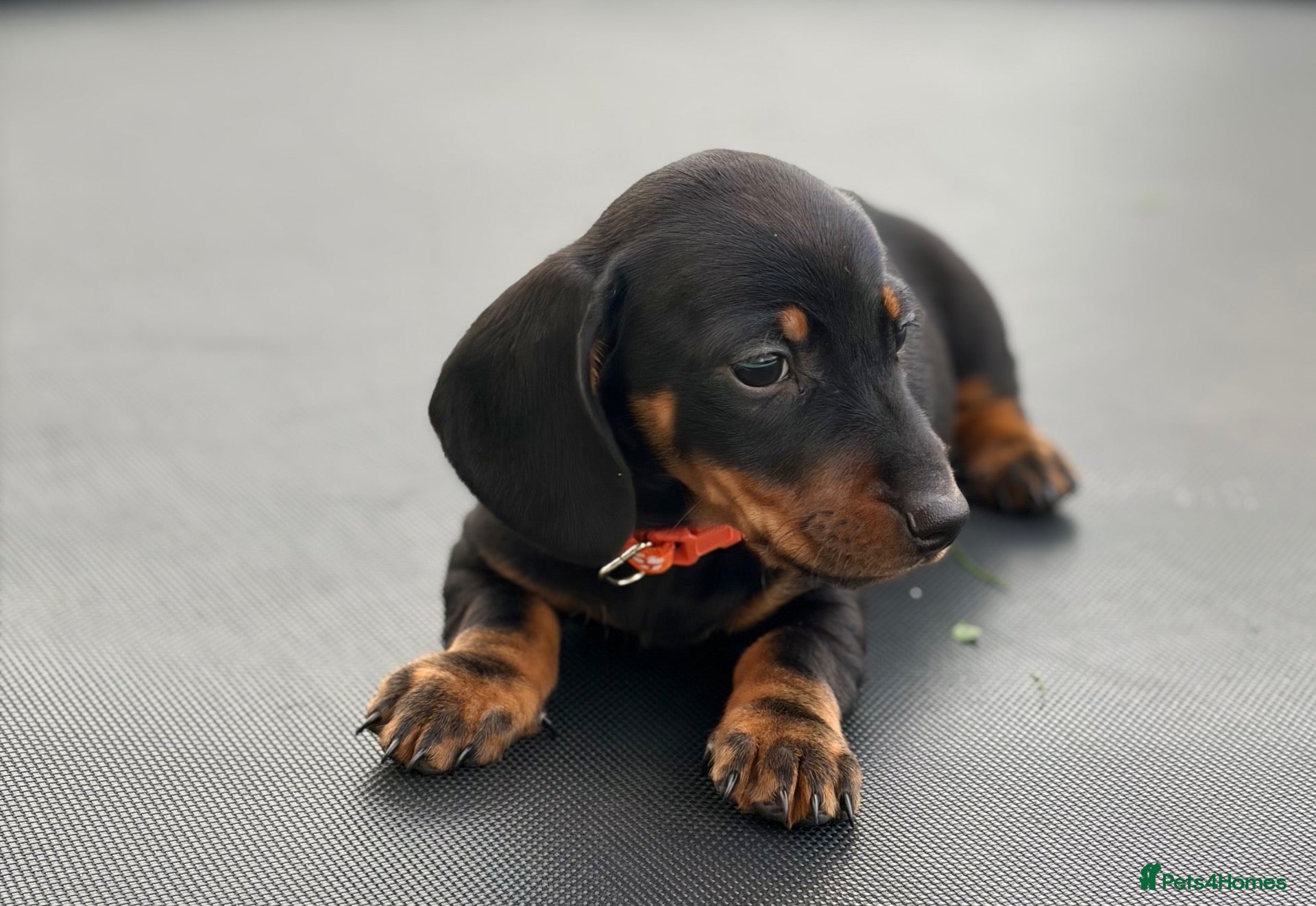 Miniature Dachshund dogs 3 stunning mini dachshunds for sale❤️🏡🥰 - Advert 2